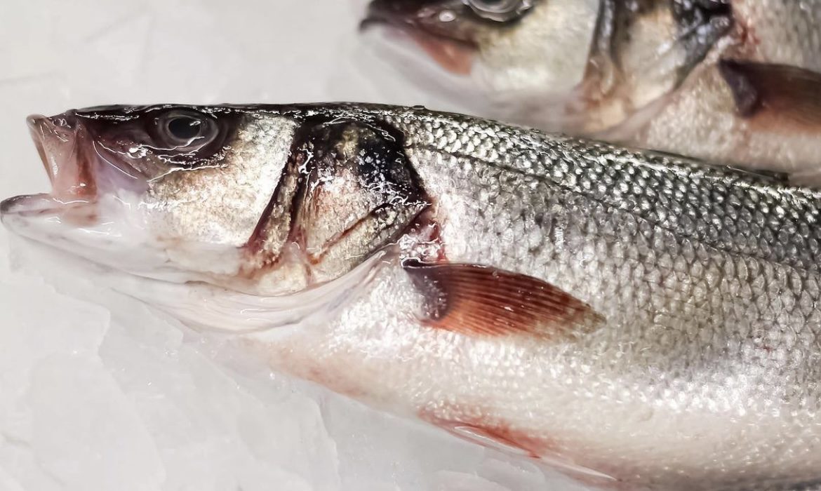 Bronzini - Sam Rust Seafood