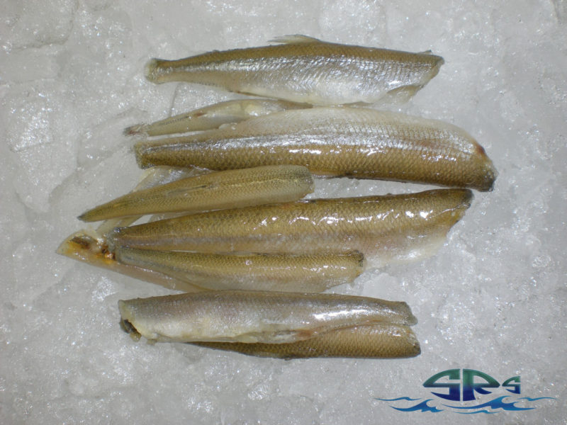 Smelt - Sam Rust Seafood